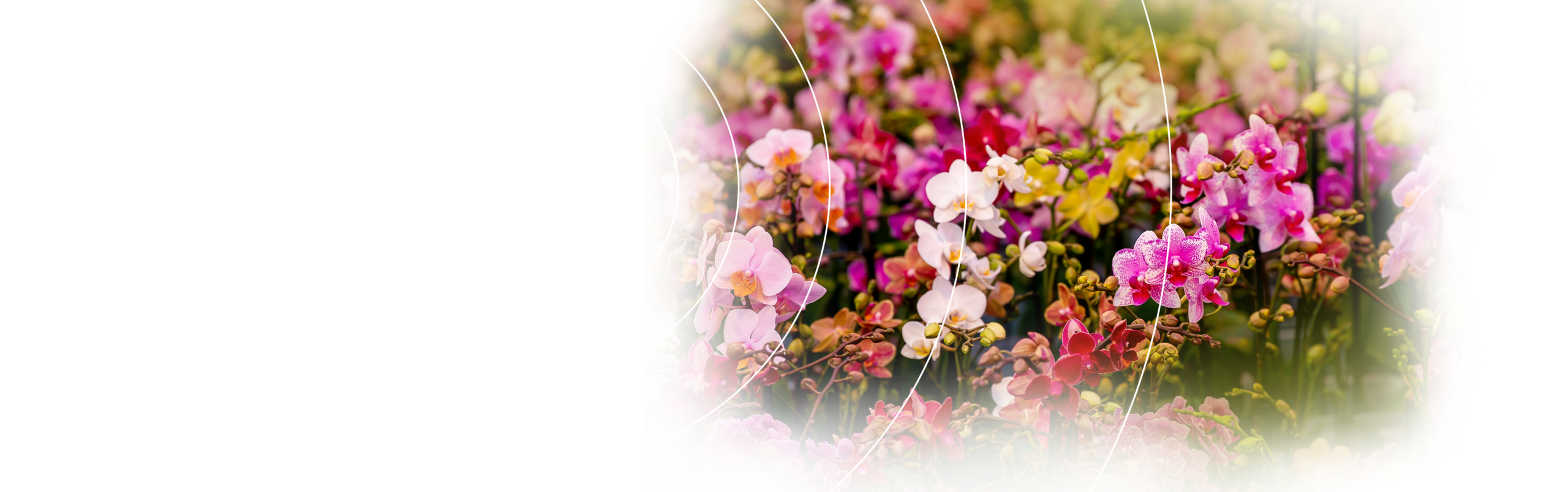 Header de reis naar bloei