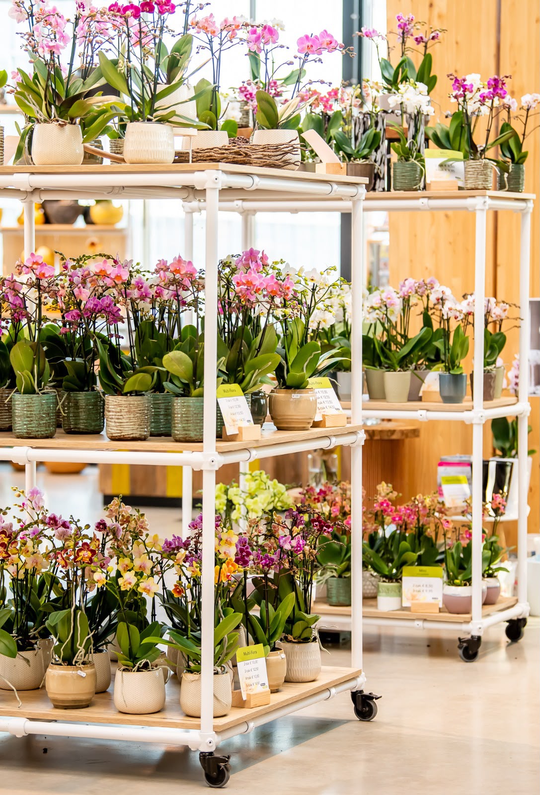 Orchid Store